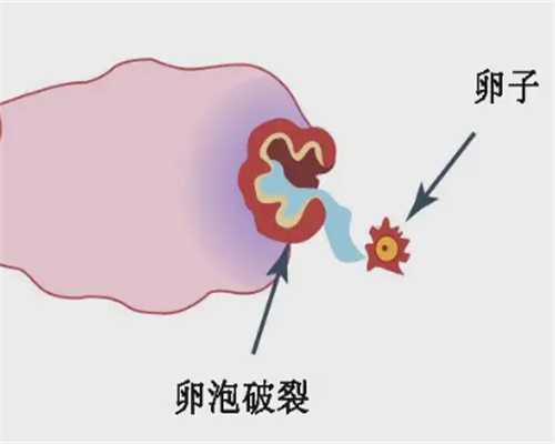 2025试管私立机构做三代试管花费高不高？~供卵代生那家好